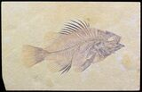 Cockerellites (Priscacara) Fossil Fish - Wyoming #44532-1